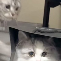 袋の中でくつろいでいた猫→突然『ボフッ』と横から攻撃されると…2081万再生された『可愛すぎる反応』に「永遠に見てられる」「勢いつよｗ」