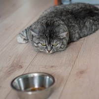 猫が『食べ過ぎた』ときにみせるサイン3つ　起こりうる健康リスクから適切な与え方まで