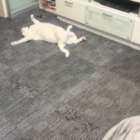 連休中、部屋の隅を見たらネコが…まるで休日のお父さん『面白すぎる寝相』が50万再生「なんちゅー格好ｗ」「ギャグ漫画に出てきそうで笑った」