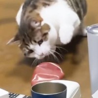 テーブルに置いてあった『ケチャップ』に……ネコが見せた『まさかの行動』が25万再生「マヨラーなのかな」「何に見えてるんだろうｗ」