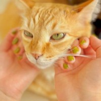 ネイルカラーを爽やかな『シャインマスカット色』に変更→まさかの『愛猫の瞳』と同じ色で…おそろいのカラーが素敵すぎると反響