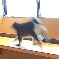 「20歳の運動神経じゃないｗｗｗ」→おばあちゃん猫の様子を見てみると…まさかの光景に『驚愕』の声続出「うちの3歳より元気」「すごい」