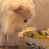 1日かけて煮込んだ『ママ渾身のカレー』に……猫が見せた『まさかの行動』が143万再生「面白すぎるｗ」「見た瞬間笑った」と爆笑の声