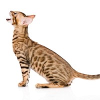 猫の『鳴き方』から読み取れる心理3選　鳴き声の違いに隠された意味を解説