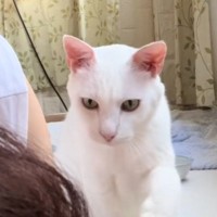 カメラをONにしたまま寝落ちしたママ→起きて確認したら、『ネコ』が…とんでもなく素敵な瞬間に「可愛すぎて涙が出てきた」「大好きなんだね」