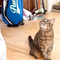 出かけようとするパパに気づいた猫→目の前に座り込んで…あざとすぎる『まさかの妨害行為』が223万再生「愛情表現200満点」「遅刻確定」