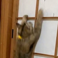 『障子』を登り始めた猫→頂上に到達すると…笑わずにはいられない光景に３万いいね「面白すぎて止められないよね」「最後声だして笑った」