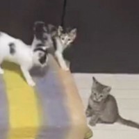 短時間で荒れるネコ部屋→カメラを仕掛けて『一部始終を撮影』してみた結果…想像以上の光景に「残像が多いｗ」「すごい動いてる」と反響