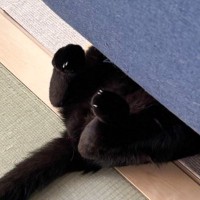 ソファの下を見たら、『黒猫』が…思わず癒される『微笑ましい光景』が17万表示「作業中だね」「しっぽとあんよだけなのに可愛い」と話題