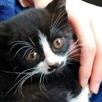 交通事故に遭ったとみられる『小さな子猫』を保護→６年後…幸せいっぱいな『現在の光景』に感動の声「愛情が伝わる」「本当に良かった」