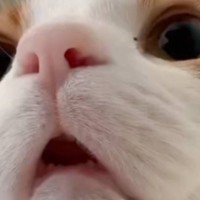 涼しくなってきて『猫がくっついてくる』ようになった結果…起床時の『尊すぎる光景』に３万いいね「可愛くて笑った」「全人類に必要」