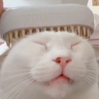 どんなブラシを使っても『極楽顔』になる猫…幸せあふれる表情がたまらないと５万いいね「愛が嬉しいのかもｗ」「可愛すぎて泣きそう」