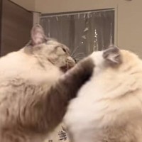 兄猫が弟猫のことを一発叩いたら…想像をはるかに超えてきた『まさかの反撃』が42万再生「本当に10倍返しｗ」「相当我慢してたのかなｗ」