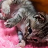 生まれつき後ろ足が内側を向いていて『自力で歩けなかった保護子猫』が…思わず号泣の"変化"に「凄く感動した」「涙が止まらなくなった」の声