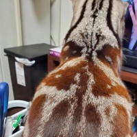 冬毛は『茶色』な猫→季節が変わると……想像以上の『変化』に「季節で変わるの初めて見た」「え～すごい変わる」と驚きの声