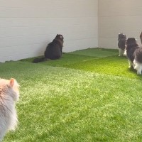 庭に4か月かけて『キャットラン』をDIY→猫にお披露目すると…驚きの完成度と最高の反応が25万再生「作ってもらいたい」「素敵」と絶賛