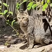 人を信用できなかった臆病な元野良猫→保護から『３年』が経つと……驚きの変貌を遂げた様子に「本当にすごい」「顔つきが全然違う」と感動の声