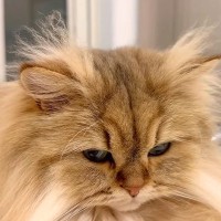 モフモフな長毛猫→『頭の毛』に注目してみると…冬から夏にかけての『ビフォーアフター』に反響「ほんとだ」「チャームポイントだね」