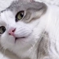 ネコに『コンビニ行ってきていい？』と聞いた結果…「出かけられないｗ」まさかの反応が148万再生「信じられないみたいな顔ｗ」「愛が強いｗ」