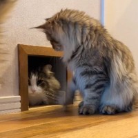 通路の前に座っている猫→通路から他の猫が出てくると…親切すぎる『お手伝いの光景』が71万再生「面倒見よすぎｗ」「誘導してくれてる？」