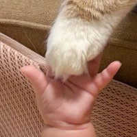 手を伸ばした赤ちゃん→そっと猫の『おてて』を…思わず感動の『奇跡的な瞬間』に１万いいね「よろちくでちゅ〜」「優しい世界だなぁ」