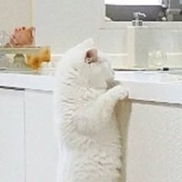 猫がカウンターに飛び乗るところを撮影していたら…『予想外すぎる展開』に爆笑の声「筋トレしているみたいｗ」「めちゃくちゃ決定的瞬間ｗ」