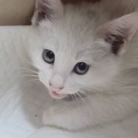 シャーシャーと『威嚇していた保護子猫』が、３分後…まさかすぎる『驚きの変化』が15万再生「すごいゴッドハンド」「可愛すぎる」と話題