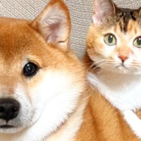 ソファで寄り添う『柴犬と三毛猫』を撮影すると…思わず笑みがこぼれる『尊すぎる瞬間』に11万いいね「わぁ～なんて素敵」「額に入れたいね」