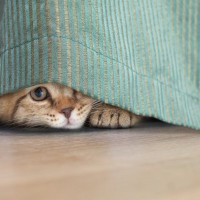 猫が飼い主を『こっそり待ち伏せ』しているときの心理4つ　行動の意味から応え方のコツまで