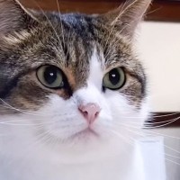 『猫カフェから帰ったら』家にいた愛猫が…普段とは違う『まさかのお出迎え』が114万再生「浮気するとバレるねｗ」「すんっごいｗ」