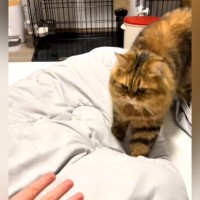 手を差し出すと、猫がゆっくりと近づいてきて…あまりにも可愛い『甘え方』に反響「好きな子の手をにぎれないやつ」「距離感が好き」