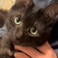 『新入りの子猫』が家にやって来たら…先住猫が見せた『可愛すぎる行動』が14万再生「私赤ちゃんですけどって顔」「かまってほしいのよ」