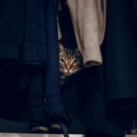 猫にとって『隠れやすい』室内スポット5選　好みがちな理由やトラブルに対する注意点まで