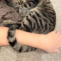 飼い主さんと一緒にいたい『甘えん坊な猫』→しっぽを使って…『愛おしすぎる瞬間』に2万いいね「トイレにも行けないね」「たまらん」