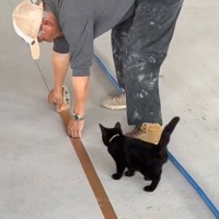 職人さんがテープを貼っていると、子猫が…作業をしているそばで見せた『まさかの行動』が74万再生「厳しいチェックｗ」「可愛いお手伝いさん」