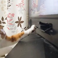 DVDプレイヤーを操作していたら、『ネコ』が…想像以上の『リアクション』に「激しいｗｗ」「やるんかコラァｗ」と笑う人続出