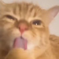 夢中になって毛づくろいしていたネコ→飼い主さんが離れると…まさかの『可愛すぎる表情』に11万いいね「いやぁぁ腹立つ」「可愛すぎて無理」