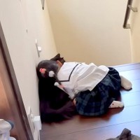 女の子２人が『猫吸い』をした結果→熱烈な頬ずりを受けたネコの、『愛情の深さを感じるリアクション』に「お利口さん」「守破離みたい」と反響
