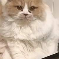 自分で『おしり掃除』をしていた猫が……予想外のポーズで『固まってしまった光景』に爆笑の声「挙手してるみたいｗ」「たまらないね」