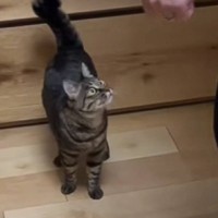 抱っこ嫌いだと思っていたネコ→『大好きな彼』に抱っこされると…まさかの爆笑の展開が49万再生「見てくんのしんどいｗｗ」「目がｗｗ」