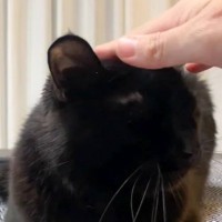 ネコのことを撫でていたら、『犬』が…飼い主さんの真似をする『まさかの瞬間』に「仲良くしたいんだよねｗ」「少し不器用な感じが良いｗ」