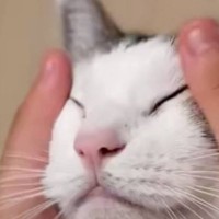 猫の顔をマッサージしていると、『手』が…あまりにも可愛すぎる『変化』に「何回も見てしまったｗ」「声出して笑った」と14万表示の反響