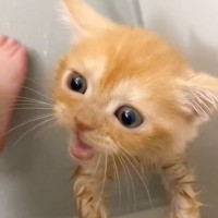 子猫を『初めてのお風呂』に入れた結果…終わった後に見せた『可愛すぎる行動』が497万再生「わかりやすく拗ねてるｗ」「最高に癒された」