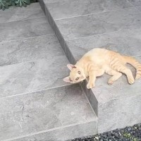 家に帰ると、玄関前で『野良の子猫』が…まさかの出会いと『素敵な結末』が24万再生「優しい方に出会えてよかった」「NNNなのかなｗ」