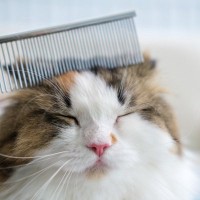 猫の健康を脅かす『危険なお手入れの方法』5選　逆効果になる理由から正しいケアのコツまで
