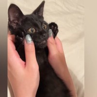 小さな黒猫のお腹に顔をうずめてみたら…51万再生の"尊すぎるリアクション"に「たまらなく愛おしい」「可愛さにノックアウト」と悶絶の声