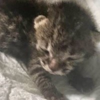 こんなに小さかった『赤ちゃん猫』が、今では……劇的な『大変身』に「最初の1年でものすごく成長するよね」「大きくなっても可愛い」と反響