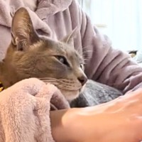 在宅ワーク中のママに構ってほしくて…ネコが見せた『可愛すぎるアピール』が52万再生「ズキューンときた」「出社したくなくなるね」と絶賛