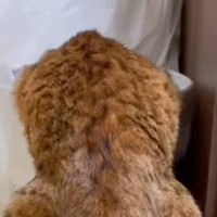 頭を突っ込んで『ゴミ箱をあさっていた猫』…まさかの『ポーズ』に爆笑する人が続出「久しぶりに笑ったｗ」「後ろ足ｗｗｗ」と18万再生