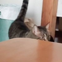 家族がみんな出かけたと思い『不安そうに鳴いていた猫』→飼い主さんが声をかけると…尊すぎる瞬間が7万再生「かっわいい」「超嬉しそう」